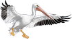 bookie igaming platform pelican