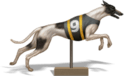 bookie virtual sports dog 6