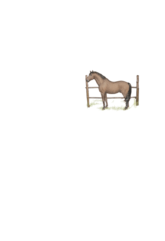 horse 1